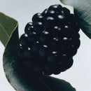 Blackberry & Bay Bath & Body Gift Set