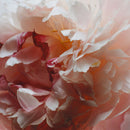 Peony & Blush Suede Liquid Soap 250ml