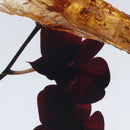 Dark Amber & Ginger Lily Body cream